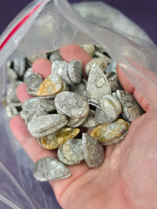 Gray fossil coral pairs